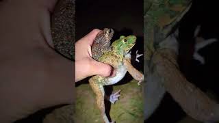 Catch a frog for funny for laughing  comedy frog videos  froggy frog  Frogs jump for fun [upl. by Bartko]