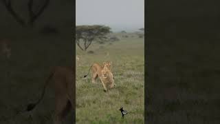 Lion chased away  lion lions wildlions wildlife safari africa serengeti bigcats cats king [upl. by Kilbride]