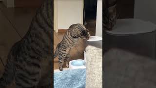 ❎Im glad my cat will only eat when shes hungry cat kitty kitten [upl. by Manheim]