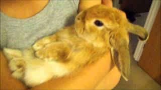 Miniature lop eared bunny  QQ Summer  Getting cuddled [upl. by Arvid]