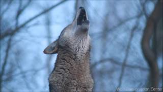 Baby wolf is learning to howl [upl. by Lavinia]