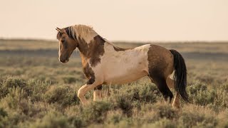 Traveler Wild Mustang Stallion of McCullough Peaks Wyoming by Karen King [upl. by Oiluj982]