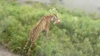 tiger attacks bus full of Chinese people  Video 2 [upl. by Paulo]