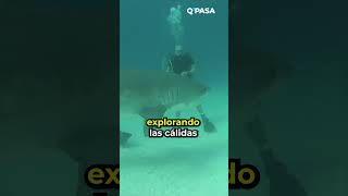 Reapareció en el caribe el animal más viejo del mundo un tiburón que tiene más de 500 años [upl. by Hsakaa177]