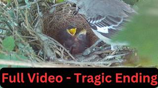 In 6 Minutes The Tragic Full Story of Our Mockingbird Family That Was Cut Short [upl. by Slavin]