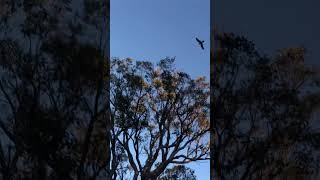 Carnaby’s Cockatoos black cockatoo bush forest Australia river water cleansing ceremony [upl. by Ecahc]