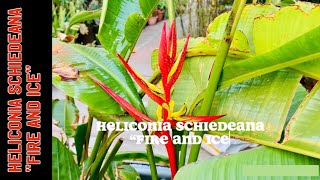 Cold hardy Heliconia Schiedeana “Fire and Ice” [upl. by Imogene952]