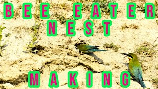 Bee eater nest digging II Beautiful bird making nest in soil II Bee eater making home II 4K VIDEO [upl. by Ecnirp]