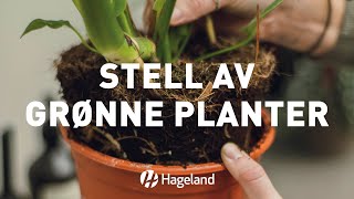 Stell av grønne planter [upl. by Shel263]