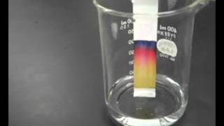 🧪Paper Chromatography  Chemistry Experiment with Mr Pauller [upl. by Aremus813]