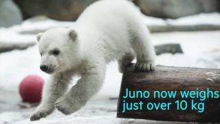 Toronto Zoos adorable polar bear is grown up and moving to Winnipeg [upl. by Ymmor803]