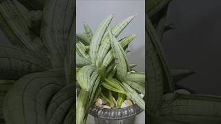 Sansevieria Medee hybrid from Suan Unyamanee in Thailand houseplants snakeplant indoorplants [upl. by Adine293]