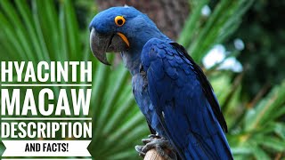 Hyacinth macaw  Description and Facts [upl. by Oliver]