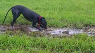 Greyhound playing in water and mud Happiest Grey [upl. by Shaya]