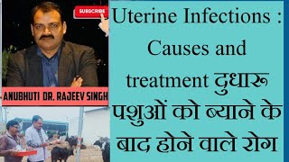 दुधारू पशुओं में ब्याने के बाद होने वाले रोग Uterine infections Causes n treatment 01 [upl. by Antonius270]