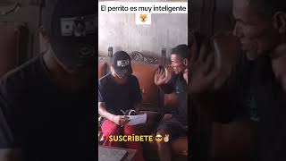 PERRO SABE LEER ulisesvochidovlogs vochido66 vochido69 vochido77 humor funnyvideo funny risa [upl. by Enicul662]