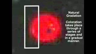 Analysis of DNIr4808n SPT Planet X  Nibiru Disclosure Video  Yowusacom [upl. by Llennod]