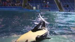 shamu attack killer whale attacks the audience касатка кит убийца [upl. by Frodin]