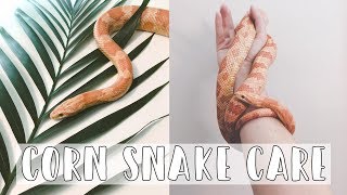 Corn Snakes 101 The Basic Corn Snake Care Guide 2019 [upl. by Kenna]