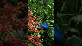 SLOW MOTION Unveils ELEGANT BEAUTY of BUTTERFLIES Bali Butterfly Park mindfulrelaxation [upl. by Zanas173]