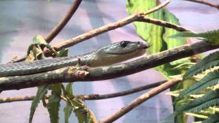 Deadly Black Mamba at the Atlanta Zoo is the longest venomous snake in Africa [upl. by Annayar426]