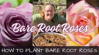 Planting Bare Root Roses From Walmart 🌹  How To Plant Bare Root Roses [upl. by Gussie]