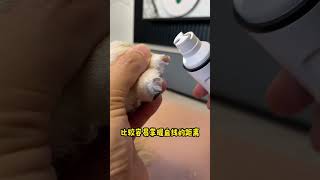 You dont need to cut the nails just grind them Its really easy to use Dog nail grinder [upl. by Silverts]