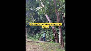 Cecropia tree Embaúba removal in Kauai Tree work Tree care Agroforestry [upl. by Whittemore]