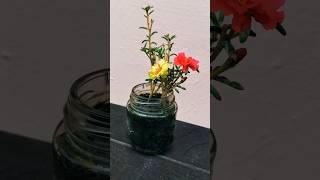 Grow portulaca in small pot  portulaca mossrose shorts [upl. by Ahsinot]