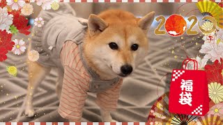 今年の福袋は大当たり！？可愛い服満載の犬用福袋開けてみた！ [upl. by Jarnagin]