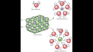 Water and electrolyte metabolism [upl. by Alcott]