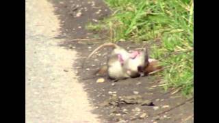 Weasel Mustela nivalis killing Brown Rat [upl. by Grounds]