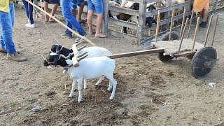 feira de Caprino e 🐑CachoeirinhaPe 08022024 nordeste agro [upl. by Gustavus]