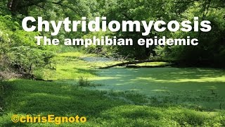 Chytridiomycosis  Chytrid the amphibian genocide [upl. by Ardnuas]