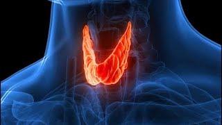 THYROID GLAND PHYSIOLOGY [upl. by Dnanidref]