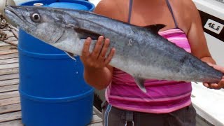 Facts The King Mackerel [upl. by Issy144]