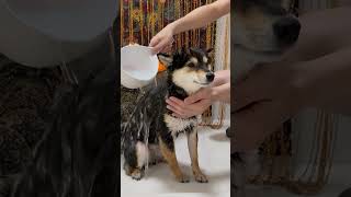 Pampered Pup Manyu the Shiba Inu’s Ultimate Spa Day Experience littlemanyu [upl. by Elletse202]