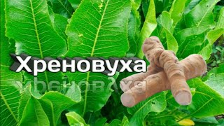 Самый простой рецепт приготовления хреновухи хрен хреновуха настойка [upl. by Abibah218]