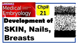 Langman Chapter21  Development of Integumentary System  Embryology  Dr Asif Lectures [upl. by Connett]