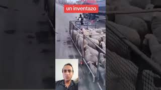 tremendo inventó para llevar ganado a salvo obejas borregos inventos creativos subscribe [upl. by Aidil]