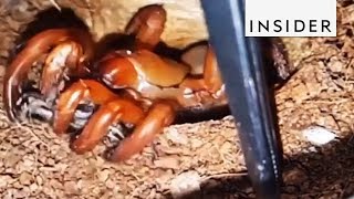 Trapdoor Spiders Are Masters Of Surprise [upl. by Sylirama]