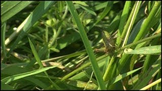 The Grasshopper Caelifera Orthoptera [upl. by Notsur691]