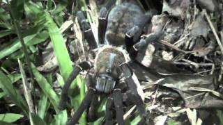 Earth tiger tarantula [upl. by Galatea]