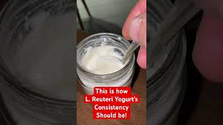 This is how L Reuteri yogurt’s consistency should be not separated whey reuteri [upl. by Girardi]