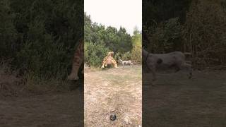 SaberTooth Tiger Kills Goat 😰😱 viral wow awesome killing goat extinct animals shorts [upl. by Goldina]