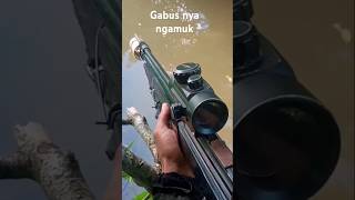 paser maser berburu ikan spama [upl. by Ayo]