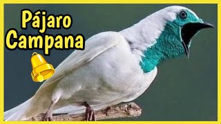 PAJARO CAMPANA 🔔 de Canto RARO y UNICO😱 ¡Sorprendente [upl. by Noraed]