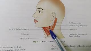 ANTERIOR TRIANGLE OF THE NECKNOTESBDCHAURASIAHEADNECK AND BRAIN ANATOMY [upl. by Wsan]