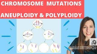 CHROMOSOME mutations  A level biology Nondisjunction in meiosis Aneuploidy amp polyploidy [upl. by Wildermuth]