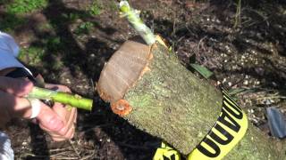 Top working Avocado  Changing canopy  Bark Grafting Avocado  Injerto de corteza aguacate [upl. by Adolpho]